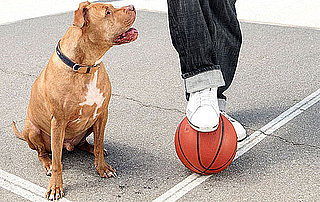 Basketball Toys For Dogs Make a Slam Dunk!