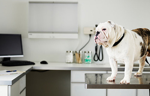 What Has Been Your Scariest Pet Emergency?
