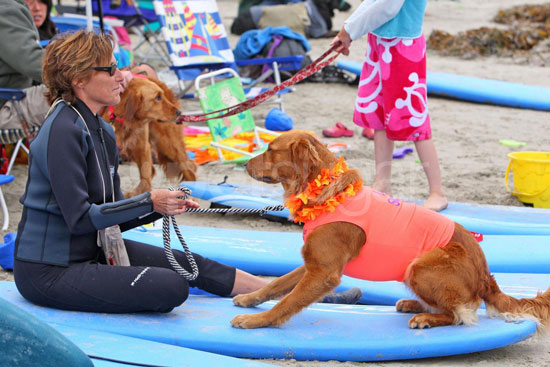 4th Annual Dog Surfing Competition 4th Annual Dog Surfing Competition