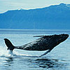 To the Rescue: Choosing a Whale Watching Tour