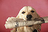 Do Tell: Do Your Pets Chew On Paper?