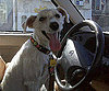 Pet Pic of the Day: Wally Gets a Trim