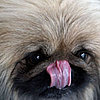 What You Need to Know About the H3N8 Dog Flu