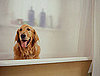 Would You Share a Shower With a Pet?