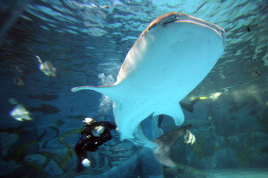 Whale Sharks!