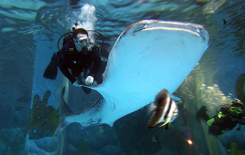 Whale Sharks! Whale Sharks!