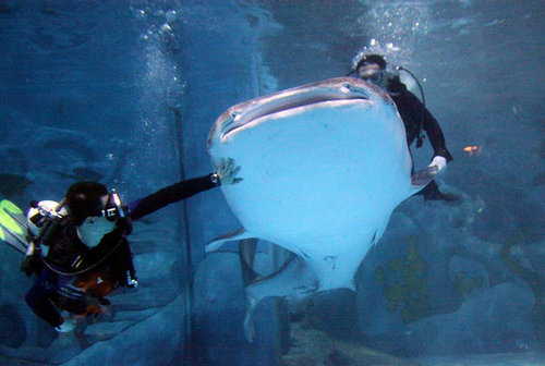 Whale Sharks! Whale Sharks!
