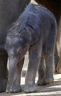 Hi There, Baby Elephant! What Shall We Call You?