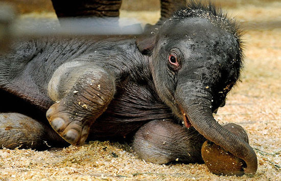 Taronga Zoo's Baby Elephant! Taronga Zoo's Baby Elephant!