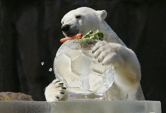 Pure Ice, With a Snack Up Top