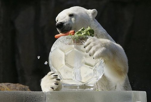 Pure Ice, With a Snack Up Top Pure Ice, With a Snack Up Top
