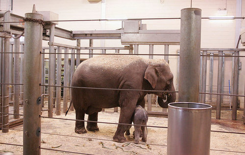 Taronga Zoo's Baby Elephant! Taronga Zoo's Baby Elephant!
