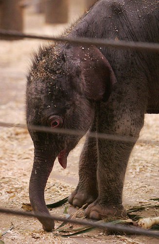 Taronga Zoo's Baby Elephant! Taronga Zoo's Baby Elephant!