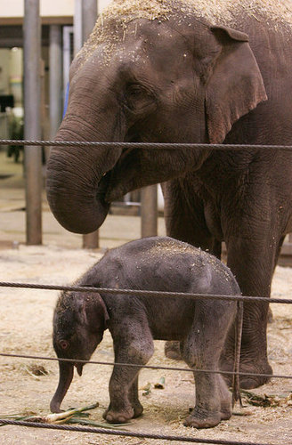 Taronga Zoo's Baby Elephant! Taronga Zoo's Baby Elephant!
