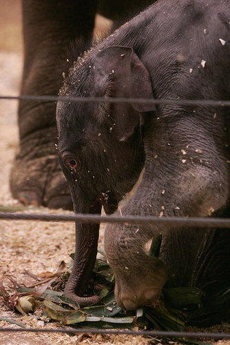Taronga Zoo's Baby Elephant! Taronga Zoo's Baby Elephant!