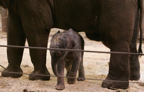 Taronga Zoo's Baby Elephant! Taronga Zoo's Baby Elephant!