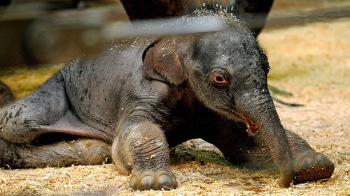 Taronga Zoo's Baby Elephant! Taronga Zoo's Baby Elephant!