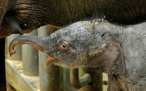 Taronga Zoo's Baby Elephant! Taronga Zoo's Baby Elephant!