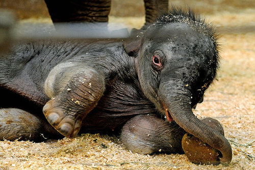 Taronga Zoo's Baby Elephant! Taronga Zoo's Baby Elephant!