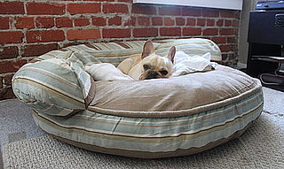 Does Your Pet Have a Bed That's Too Big?