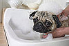 What Happened This Week on PetSugar (7/5-7/10)?