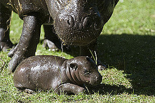 Baby Pygmy Hippo Born in Scotland