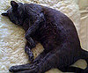 Pet Pic of the Day: Olivia Is the Cat's Pajamas