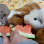 Cute Alert: Guinea Pig Watermelon Eating Party Cute Alert: Guinea Pig Watermelon Eating Party