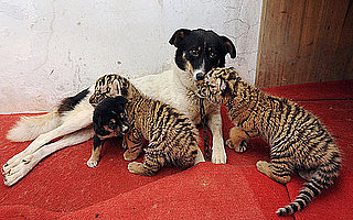 Dog Nurses Baby Lion and Tiger Cubs back to Health