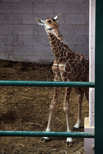 Meet This Record Breaking Zoo Babe! Meet This Record Breaking Zoo Babe!