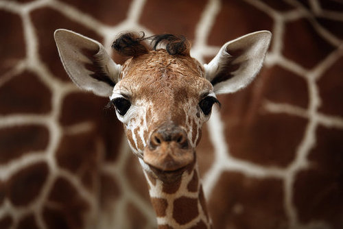 Meet This Record Breaking Zoo Babe! Meet This Record Breaking Zoo Babe!
