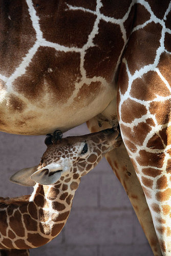 Meet This Record Breaking Zoo Babe! Meet This Record Breaking Zoo Babe!