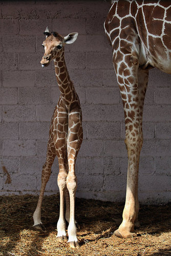 Meet This Record Breaking Zoo Babe! Meet This Record Breaking Zoo Babe!