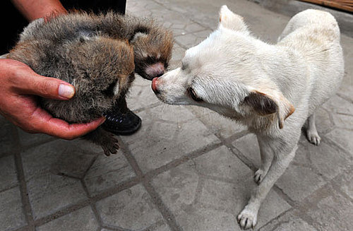 The Scoop: Tiny Dog Nurses Equally Tiny Red Panda Cubs!