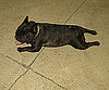 Pet Pic of the Day: Annabelle Rests Frogger-Style