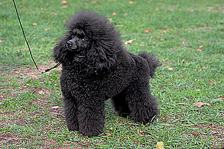 Happy Bastille Day: Do You Know Your French Breeds? 