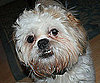 Pet Pic of the Day: Parker Pleads For Something Yummy