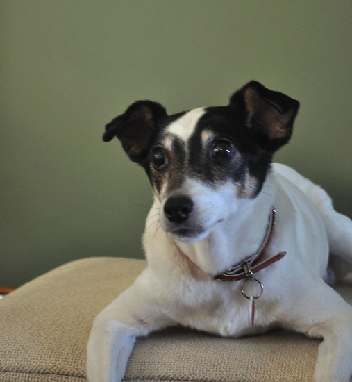 Lounge in Pet Style