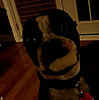 Super-Cute Video: Boo Takes the Cheese!