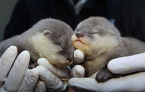 Baby Asian Otters Welcomed to New Zealand Zoo, Baby Zoo Animals
