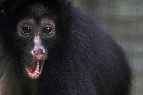 Monkey's Uncle Monkey's Uncle