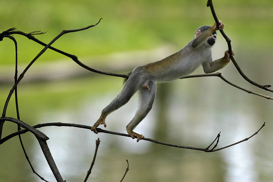 Monkey Bars