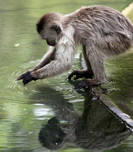 Monkeying Around Monkeying Around