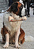 What Do You Know About Saint Bernards?