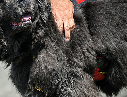 Guess What Breed?