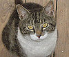 Pet Pic of the Day: Nootie Is a Cutie