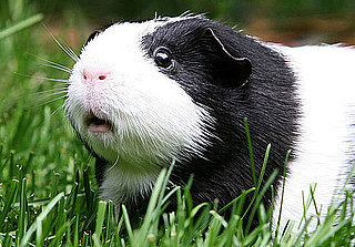 Too Cute For Words!