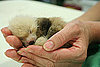 Video of a Baby Red Panda Being Bottle Fed in Nebraska