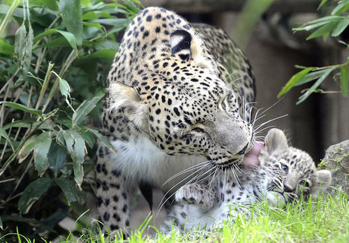 Judge These Baby Leopards by Their Baby Spots