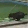 Super-Cute Video Alert: Canine Coxswain Steers Raft